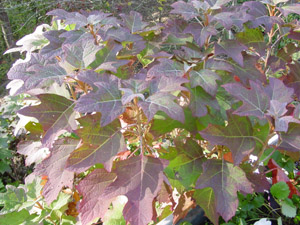 Oakleaf hydrangea fall color foliage